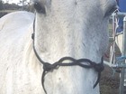 Paard en lillpu